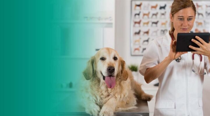 Революція у ветеринарії: AIS RapidRead з ШІ забезпечує швидку діагностику 8 AIS RapidRead