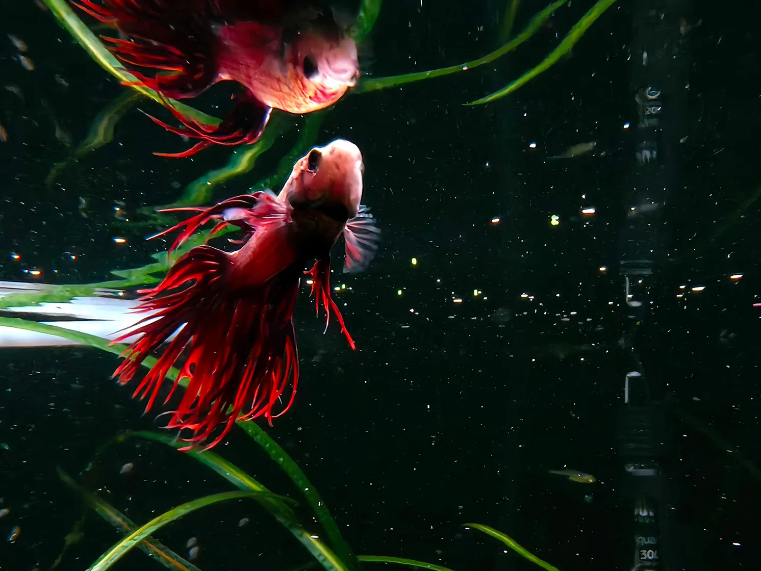 Покращуй кожну мить життя з OPPO Reno13: Новий рівень мобільних технологій 28 Reno13